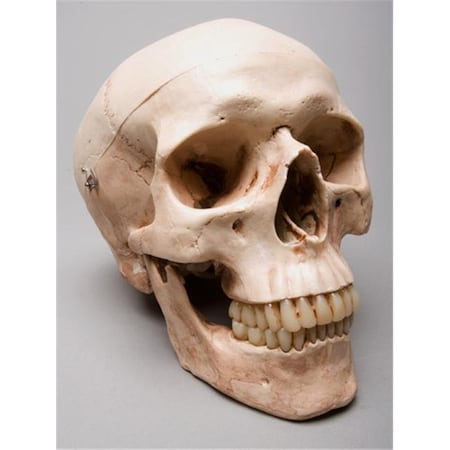 Skeletons And More SM200DA Aged 2nd Class Harvey Skull